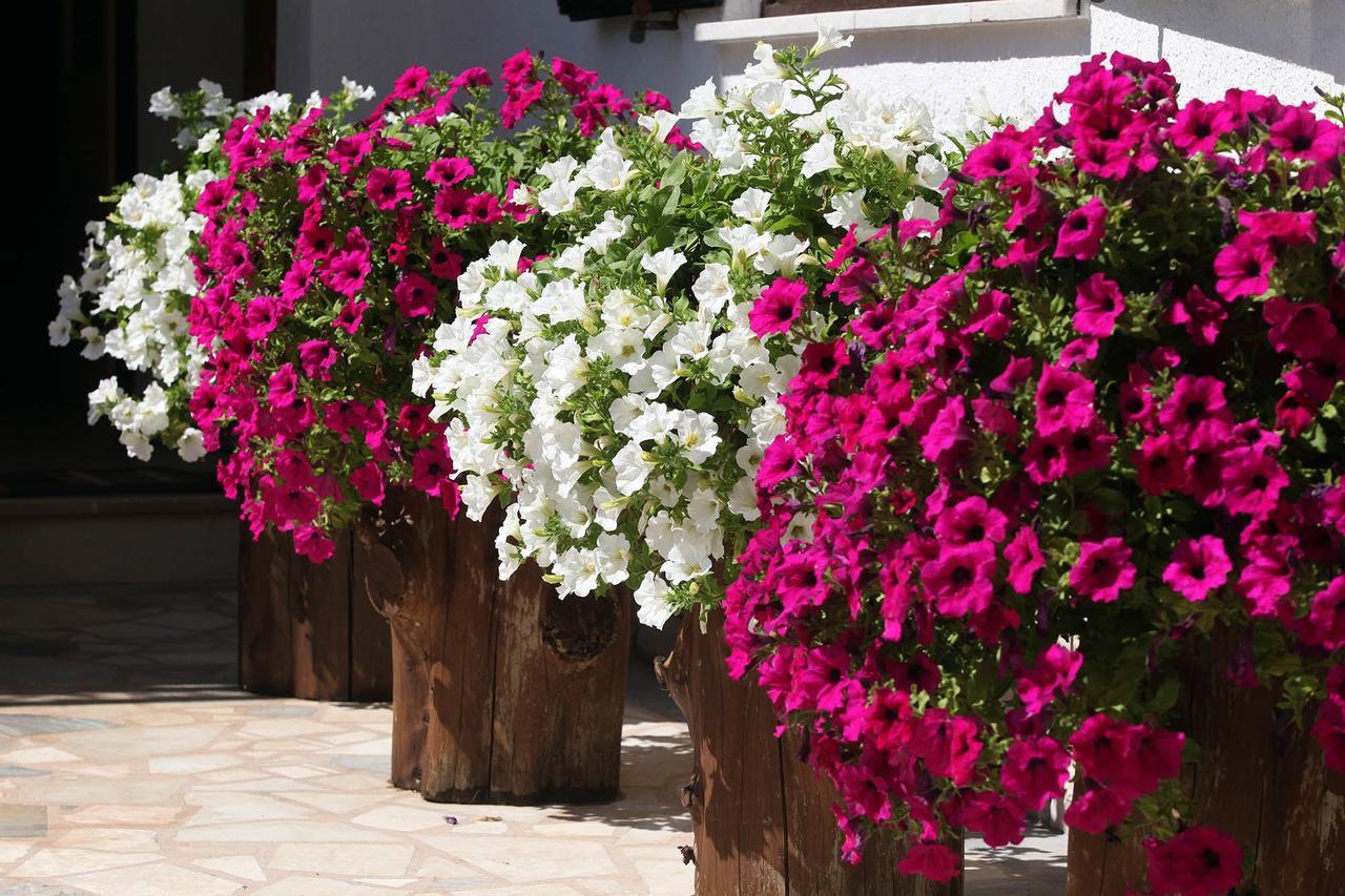 באניולה Apartments Patricia מראה חיצוני תמונה